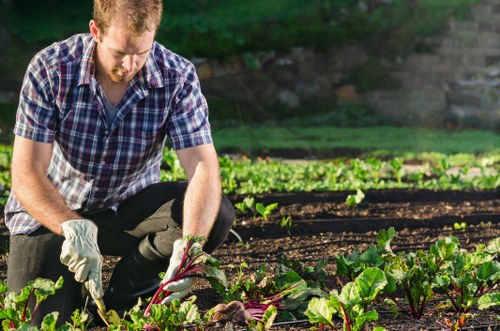 A man wearing a checkered shirt and gardening gloves is closely tending to vegetable plants in a lush garden, with rows of soil and leafy green plants visible in the background. The garden appears well-maintained with organized planting beds and rich, dark soil. Sunlight filters through nearby trees, illuminating the vibrant green foliage and casting soft shadows. The garden setting is part of a residential outdoor space near Willesden, featuring a natural, productive landscape typical of local planting and landscaping services. This scene exemplifies active gardening or planting work, reflecting the professional approach used by Landscapers Willesden in creating cultivated and appealing outdoor environments in the area.