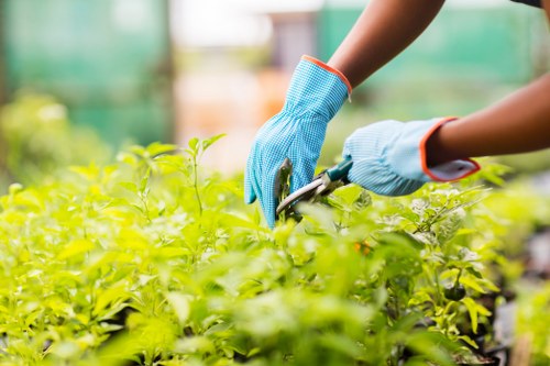 The image shows a gardener wearing blue protective gloves using pruning shears to trim lush green hedge plants in a well-maintained garden area. The hedge is dense with vibrant, healthy foliage, situated in a landscaped yard with a mix of grass and soil visible at the base. In the background, there are blurred out garden elements, possibly including flower beds and trees, indicating a spacious outdoor environment. The natural lighting suggests a bright, possibly sunny day, highlighting the rich green tones of the plant life. This scene reflects professional gardening practices, which local landscapers in Willesden and surrounding areas, such as Landscapers Willesden, routinely provide for maintaining and enhancing outdoor spaces. The careful trimming of the hedge aims to promote healthy growth and a tidy appearance, integrating well into the overall garden layout designed for aesthetic appeal and outdoor enjoyment. The setting appears to be the front or backyard of a residential property, emphasizing outdoor maintenance and planting services offered in NW10 postal district and the Willesden area.