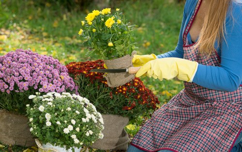 A person wearing a blue long-sleeve top, a red and black checked apron, and yellow gardening gloves is tending to a flower bed in an outdoor garden area. The garden features a variety of potted chrysanthemums in shades of purple and white, along with a yellow flowering plant in a plastic pot. The flower bed is bordered by dark red foliage plants, and the surrounding grass appears lush and well-maintained. In the background, a lawn extends into the distance, bordered by trees and shrubs, creating a natural outdoor environment under bright, sunny weather. The scene reflects careful garden maintenance, typical of landscaping and gardening services offered by companies like landscaperswillesden.co.uk, supporting local outdoor spaces in Willesden.