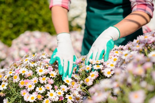 Professional gardener pruning shrubs in Willesden