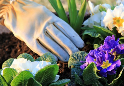 A close-up view of a well-maintained garden in Willesden, featuring a lush green lawn with dense, healthy grass, bordered by flower beds filled with vibrant white and purple primroses. A gardener's white gardening glove rests on the soil, indicating ongoing planting or maintenance work. In the background, there are leafy shrubs and small trees that add height and variety to the landscaped outdoor space, which appears to be in good condition with natural lighting suggesting a clear day. The scene demonstrates careful garden care and landscaping typical of professional gardening services offered by Landscapers Willesden, creating an inviting and tidy outdoor area suited to residential gardens in the NW10 postcode district.