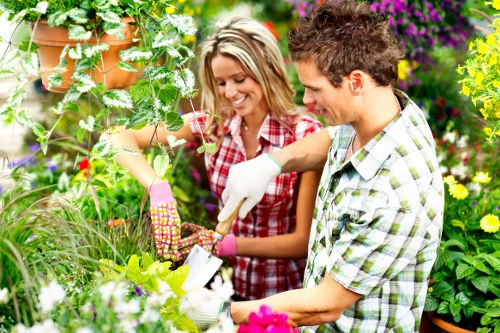 Safe tree removal process by experts in Willesden