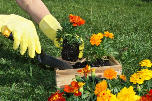 A gardener's hand, wearing a yellow gardening glove, is visible planting a small potted flower with bright orange and yellow blooms into a wooden planter box filled with dark soil. The scene takes place outdoors on a well-maintained grassy lawn, with additional flower plants, primarily marigolds, arranged around the planter. The background shows lush green grass and indicates a garden or landscaped outdoor space that may be part of a private backyard or public garden in Willesden. The lighting suggests a bright, clear day, emphasizing the vibrant colours of the flowers and the healthy green of the grass. This image illustrates gardening activities focused on planting and maintaining colourful flower displays, aligning with landscaping and garden maintenance services offered by companies like Landscapers Willesden. The natural setting highlights the importance of outdoor upkeep and garden aesthetics, supporting local gardening and landscaping efforts in the area.