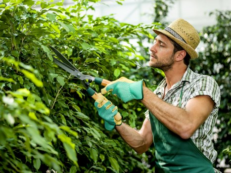 A male gardener wearing a straw hat, green gardening gloves, and a checked shirt is trimming dense, leafy green hedges with long-handled pruning shears in a well-maintained outdoor garden. The garden features a lush, vibrant lawn with evenly cut grass in the foreground, bordered by a neatly edged flower bed that contains a variety of plants. Behind the hedge, there are taller trees and shrubs, providing shade and natural coverage, indicative of a landscaped backyard or front garden in Willesden. The scene suggests a bright, sunny day with natural light illuminating the greenery, emphasizing the healthy foliage and meticulous maintenance typical of professional gardening services from Landscapers Willesden. The environment appears tidy and well-organized, with a focus on enhancing outdoor beauty and structural clarity through precise pruning and garden upkeep, aligning with local landscaping standards and gardening practices in NW10 postal area.