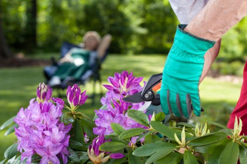 Close-up of a gardener's hand wearing a teal gardening glove, using pruning shears to trim vibrant pink and purple rhododendron flowers and healthy green foliage in a well-maintained backyard garden. The background shows a lush, green lawn with neatly edged flower beds, and mature trees providing shade, indicating a suburban outdoor space in Willesden. The scene captures a clear, sunny day with natural light highlighting the colors of the plants and the tidy garden layout, featuring a combination of flowering shrubs, lawn areas, and shaded borders. This image exemplifies professional gardening and landscaping work associated with outdoor garden care services by Landscapers Willesden, focusing on pruning, plant maintenance, and garden tidiness to enhance curb appeal for homes or businesses in the area.