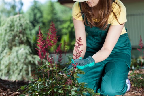 A gardener, dressed in a yellow top and teal gardening overalls, is kneeling on the ground while tending to a flower bed in a well-maintained outdoor garden. The garden features a lush lawn with dense, green grass, bordered by a variety of shrubs and flowering plants. In the foreground, there are tall, pink-purple flowering plants with elongated clusters, complemented by leafy green foliage. The background includes a garden shed or structure with green walls, surrounded by trees and other greenery, indicating a landscaped backyard setting. Natural daylight illuminates the scene, suggesting a clear, sunny day with mild weather. The garden appears to be professionally managed, reflecting the services offered by landscapeswillesden.co.uk, with an emphasis on tidy, structured plant arrangements and healthy, vibrant plant life.