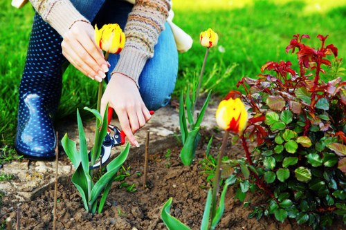 An outdoor garden scene showing a person planting yellow and red tulips in a landscaped yard with a well-maintained lawn, lush green grass, and a flower bed bordered by soil. The person, dressed in gardening gloves and casual clothing, is kneeling on the grass while arranging the flowers into the soil. To the right, there is a vibrant red shrub with green leaves, providing contrast against the surrounding greenery. The background includes a paved pathway and a neatly trimmed hedge, indicating a tidy and managed outdoor space. The scene is lit by natural daylight, suggesting a clear weather day, suitable for gardening and outdoor maintenance work. This setting exemplifies professional lawn and garden care typical of services offered by companies like Landscapers Willesden, with attention to plant arrangement and landscape aesthetics typical of residential gardens in the Willesden area of London postcode NW10.
