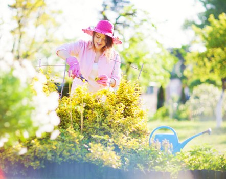 A woman wearing a pink wide-brimmed hat, pink gardening gloves, and a light pink shirt is tending to a well-maintained garden. She is using small garden scissors to trim or prune bright yellow flowering bushes, which are positioned in the foreground of a lush outdoor space. The garden features a variety of plantings, including dense green shrubs and trees in the background, with some tall trees with light green leaves indicating a temperate climate typical of areas within Willesden, NW London. The scene is illuminated by natural daylight, with sunlight filtering through the foliage, creating a warm and inviting atmosphere. A blue watering can is placed on the grass nearby, suggesting ongoing garden maintenance. The lawn surface appears healthy and neatly kept, and the overall setting reflects a neatly landscaped garden area suitable for outdoor gardening services offered by Landscapers Willesden. The environment appears peaceful and well-cared-for, capturing a moment of active gardening and plant cultivation in a suburban outdoor space.