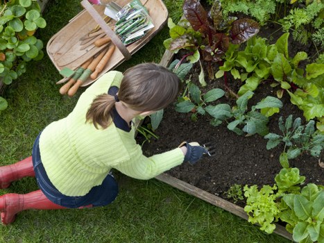 A woman with brown hair tied in a ponytail, wearing a pale yellow-green sweater, dark blue jeans, and red rubber boots, is kneeling on a well-maintained grassy lawn in a garden. She is tending to a raised rectangular flower bed made of wooden planks, filled with rich, dark soil. The garden features various leafy green plants, including lettuce and other vegetables, arranged in neat rows within the bed. Next to her on the grass, there is a wooden tray that holds gardening tools such as a small trowel and a pair of pruning shears. The environment appears to be outdoors during daytime, with natural lighting indicating clear weather, and the garden is likely part of a residential property in Willesden, London, as suggested by the webpage context. This scene visually emphasizes gardening activities that are typical of professional landscaping or garden maintenance services offered by Landscapers Willesden, focusing on flower bed creation and vegetable gardening, aligning with the site’s landscaping and gardening service offerings.
