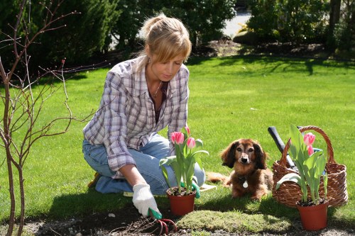 A woman with blonde hair wearing a plaid shirt and light blue jeans is kneeling on a lush green lawn in a well-maintained garden in Willesden, actively planting pink tulips in a small flower bed bordered by dark soil. She is wearing white gardening gloves and holding a small gardening trowel in her right hand as she carefully tends to the plants. Beside her, a small brown and white puppy sits attentively on the grass, observing the activity. The background features neatly trimmed hedges, mature trees, and a bright, clear sky, indicating a sunny day. To her right, there are two pots with blooming tulips and a brown wicker basket, suggesting recent planting or preparation for garden enhancement. The garden’s surfaces include the vibrant green lawn, the dark moist soil of the flower bed, and the textured paving surrounding the planting area. This scene exemplifies outdoor gardening activity suitable for residential landscaping services offered by Landscapers Willesden, emphasizing a well-kept outdoor space ready for further gardening or lawn care interventions.