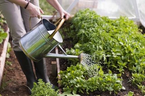 A person watering a vegetable garden with a metal watering can, standing amidst lush green plants and shrubs. The garden features narrow soil beds bordered by densely packed leafy greens, likely lettuce or similar low-growing plants, with a backdrop of taller foliage that could include herbs or flowering plants. The soil appears freshly cultivated and moist, indicating regular care, while the wooden support structure in the background suggests a greenhouse or protected growing environment typical for residential or commercial gardens in Willesden. The scene captures a bright, natural outdoor setting, possibly during the daytime with soft natural light highlighting the vibrant green tones of the garden. This detailed view emphasizes the importance of garden maintenance and sustainable planting practices, aligning with professional landscaping and gardening services offered by Landers Willesden to local homes and businesses in NW10 and surrounding areas.